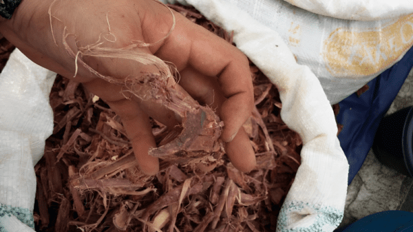 A hand with mimosa hostilis root bark for sale inside a bag.png